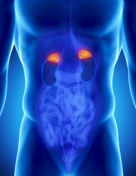 Adrenal Glands